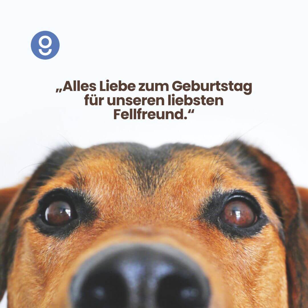 Geburtstag Hund Spruch