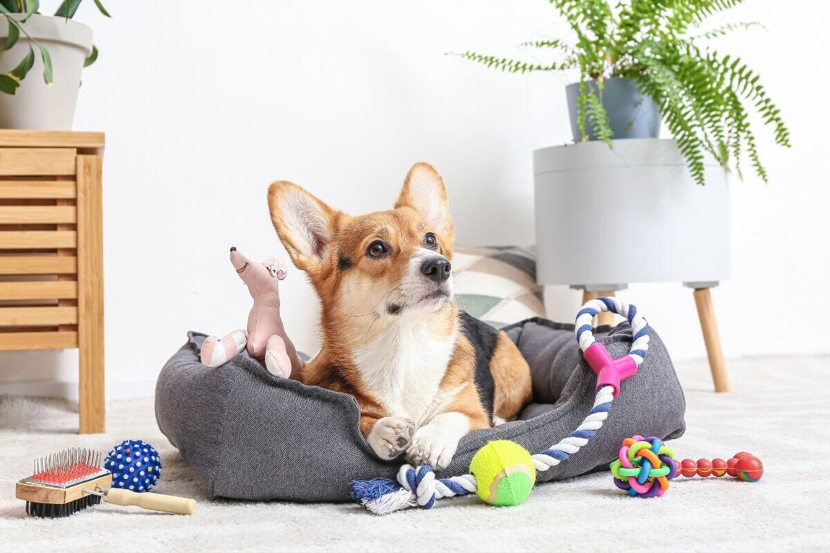 hunde oma geschenk​